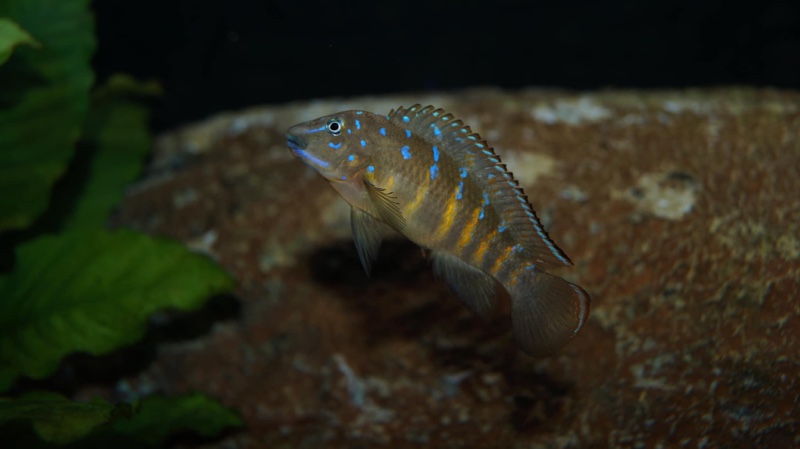 Tanganicodus cf. irsacae 'Tembwe (Deux)'